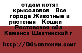 отдам котят крысоловов - Все города Животные и растения » Кошки   . Ростовская обл.,Каменск-Шахтинский г.